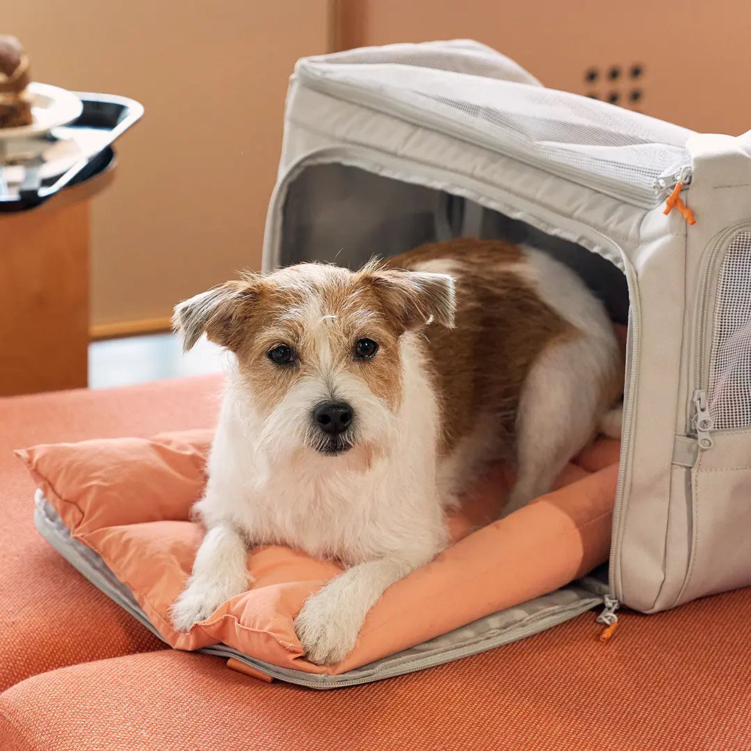 Bag & Carrier