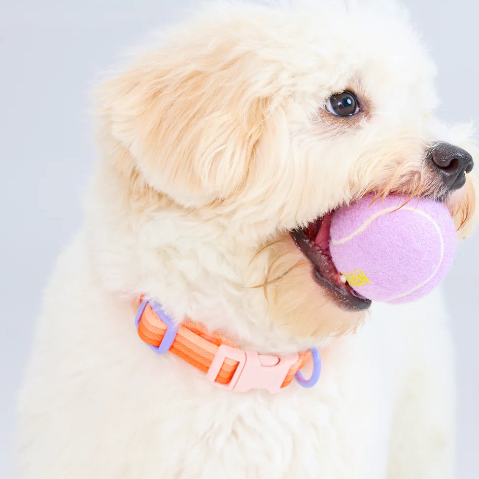 Maogoublue Marshmallow Collar