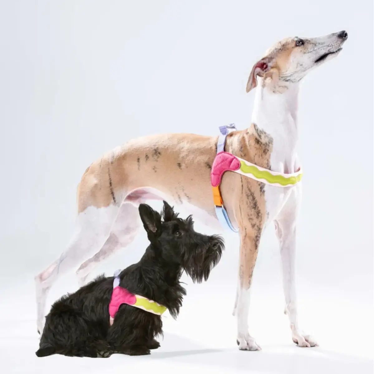 Maogoublue Island V-Shaped Dog Harness