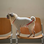 andblank A Stitch SoftWarm Stripe Short Sleeve : Ecru