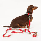 [Andblank x Camel] ABC™ Stripe Hands Free Leash