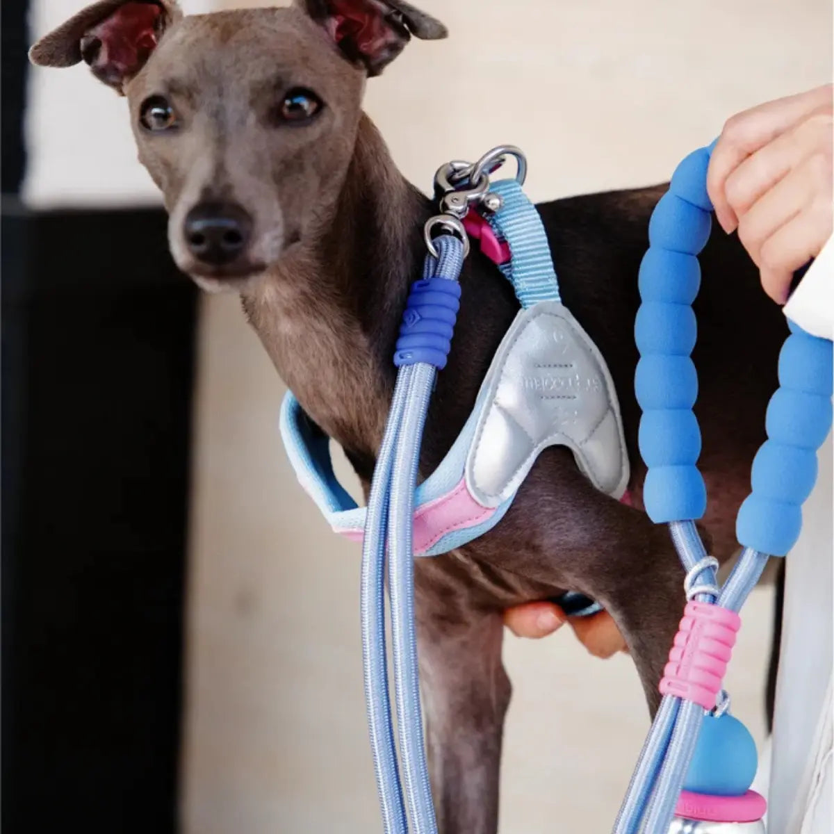 Maogoublue Island V-Shaped Dog Harness