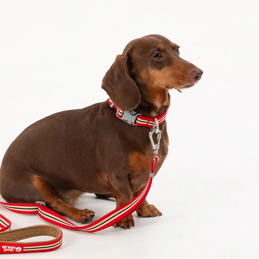 [Andblank x Camel] ABC™ Stripe Hands Free Leash