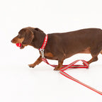 [Andblank x Camel] ABC™ Stripe Hands Free Leash