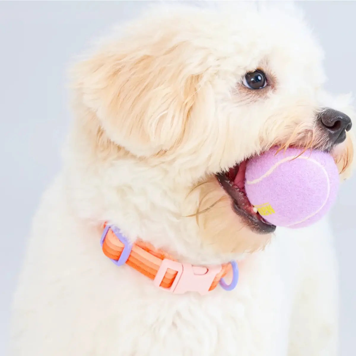Maogoublue Marshmallow Collar